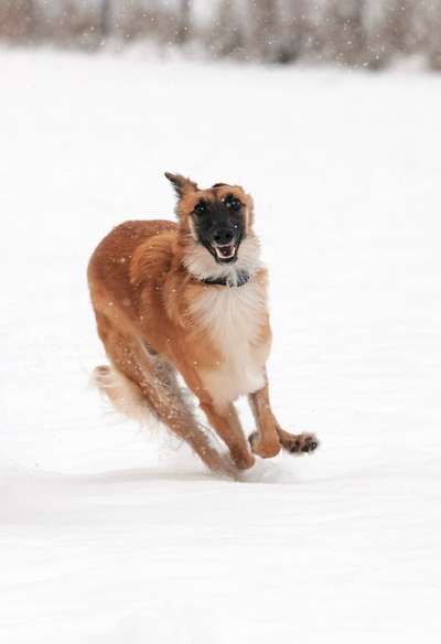 Seltene Rassen!-Beitrag-Bild