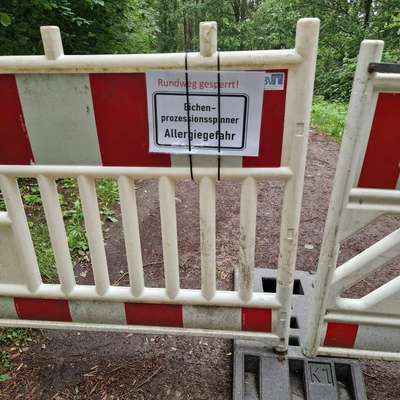 Giftköder-Eichenprozessionsspinner-Bild