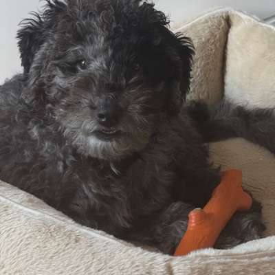 Hundetreffen-Welpentreffen mit Doodle (4 Monate) Striezel-Bild