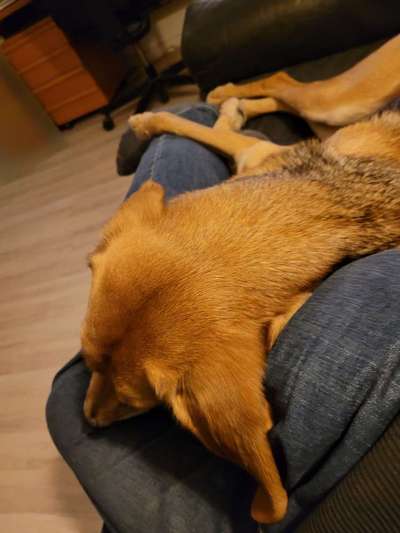 Russische Jagdhunde (Bracke) oder andere-Beitrag-Bild