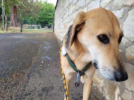 Russische Jagdhunde (Bracke) oder andere-Beitrag-Bild