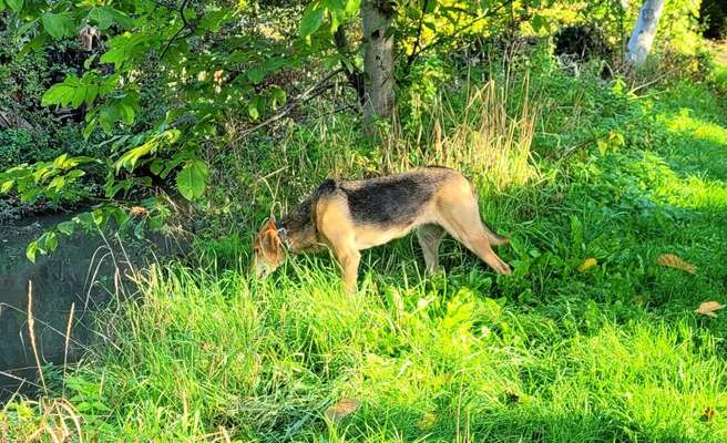 Russische Jagdhunde (Bracke) oder andere-Beitrag-Bild