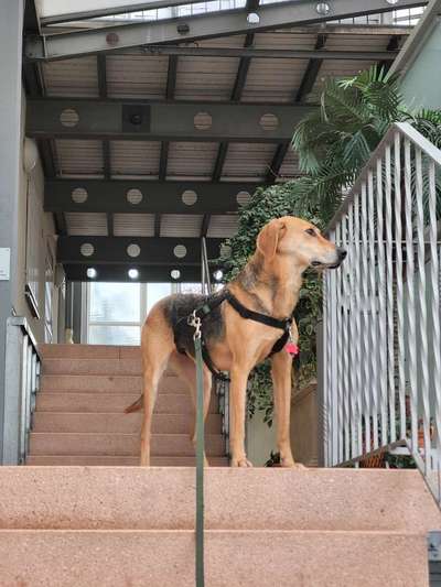 Russische Jagdhunde (Bracke) oder andere-Beitrag-Bild