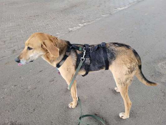 Russische Jagdhunde (Bracke) oder andere-Beitrag-Bild