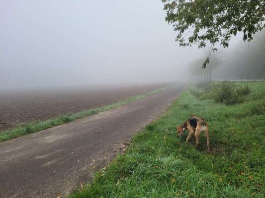 Russische Jagdhunde (Bracke) oder andere-Beitrag-Bild
