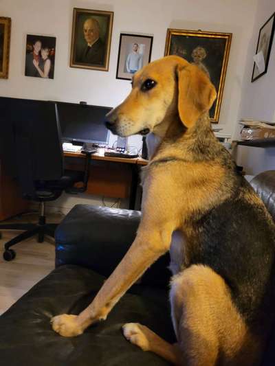 Russische Jagdhunde (Bracke) oder andere-Beitrag-Bild