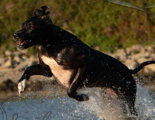 Dogorama-Monats-Challenge-Mai "Wasser"-Beitrag-Bild