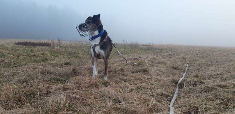 Hundetreffen-Training / Gassi gehen an der Leine-Bild