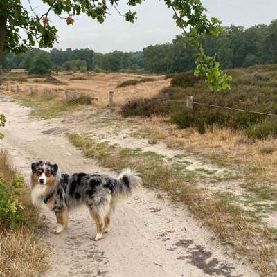 Hundetreffen-Lass uns eine Hunderunde gehen!-Bild