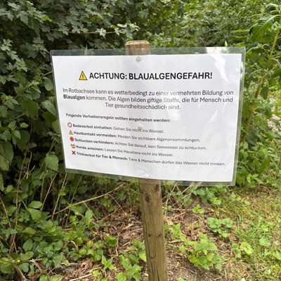 Giftköder-Blaualgengefahr.-Bild
