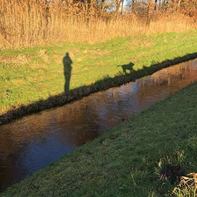 Hundetreffen-Dummy Jagdersatz Apportieren Suchen&Finden