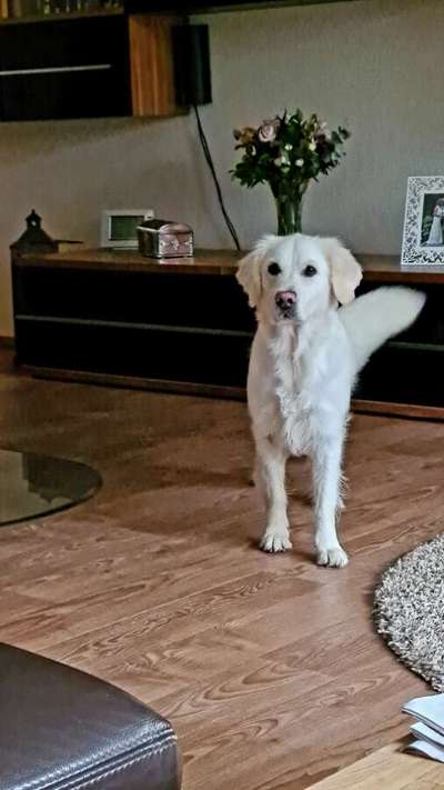 Wo sind die Golden Retriever Liebhaber?-Beitrag-Bild