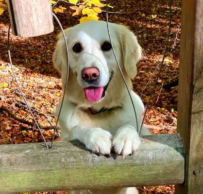 Wo sind die Golden Retriever Liebhaber?-Beitrag-Bild