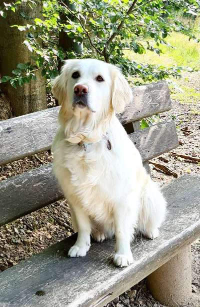 Wo sind die Golden Retriever Liebhaber?-Beitrag-Bild