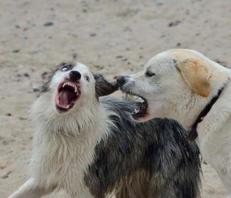 Die Dogorama Kalender Challenge 4/4-Beitrag-Bild