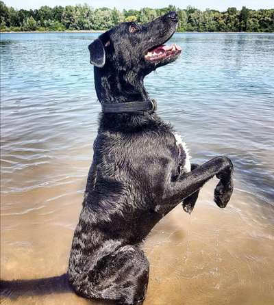 Die Dogorama Kalender Challenge 4/4-Beitrag-Bild