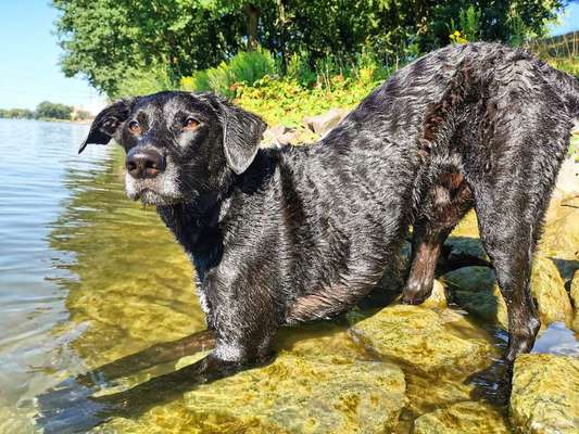 Die Dogorama Kalender Challenge 4/4-Beitrag-Bild