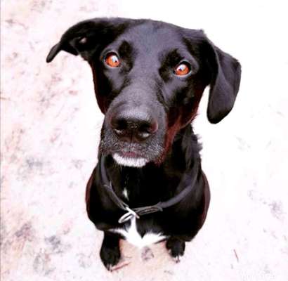 Welpen Bilder !-Beitrag-Bild