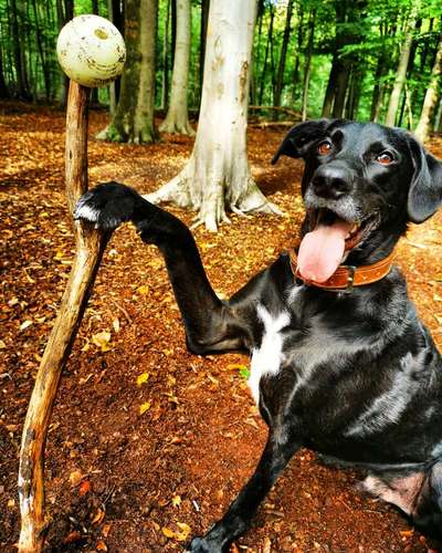 Lieblingsbild von euren Hunden?-Beitrag-Bild