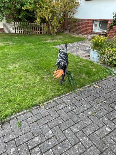 Dogorama Photo Challenge - Fail/Outtakes-Beitrag-Bild