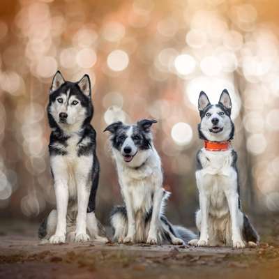 Hundetreffen-Treffen zum gemeinsamen Üben und Spazieren/Spielen