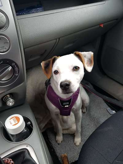 Dansky (Dansk-Svensk Gårdshund)-Beitrag-Bild