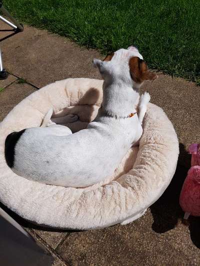 Dansky (Dansk-Svensk Gårdshund)-Beitrag-Bild