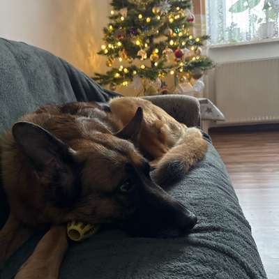 ⁉️🎄 Hund an Weihnachten nicht erwünscht?!-Beitrag-Bild