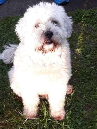 Havaneser dabei?:)-Beitrag-Bild