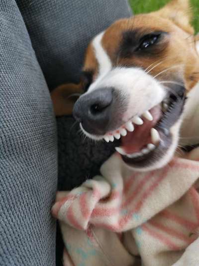 Die Dogorama-Wochen-Challenge "Die schönste Grimasse"-Beitrag-Bild