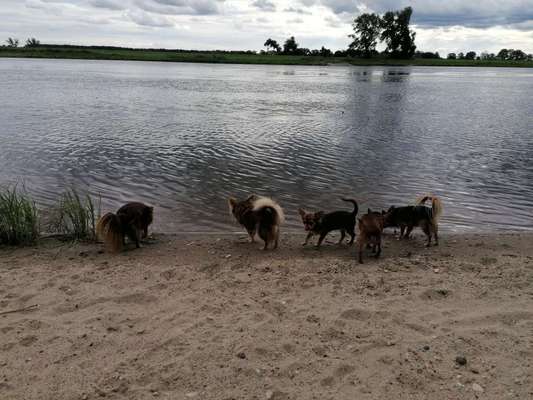 Hundetreffen-Kleinhundespaziergang an der Elbe-Bild