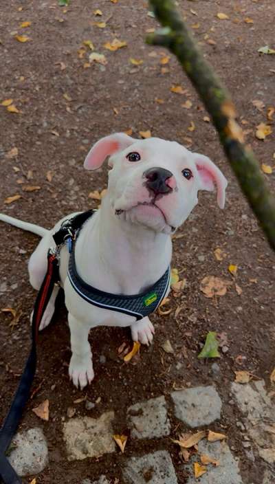 Hundetreffen-Spazieren, Training & Spielen-Bild