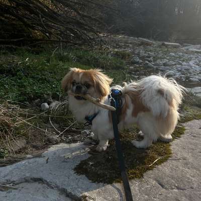 Hundetreffen-Spiele- und Trainingstreffen-Bild