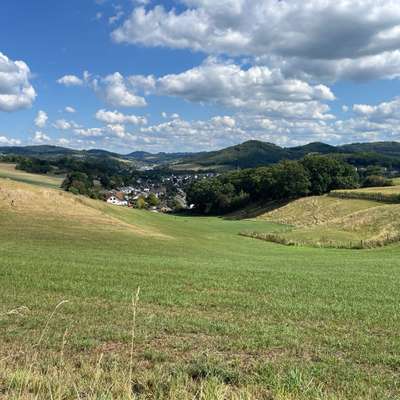 Hundetreffen-Treffen zum spazieren, Spiele und quatschen also für Mensch und Hund.-Bild