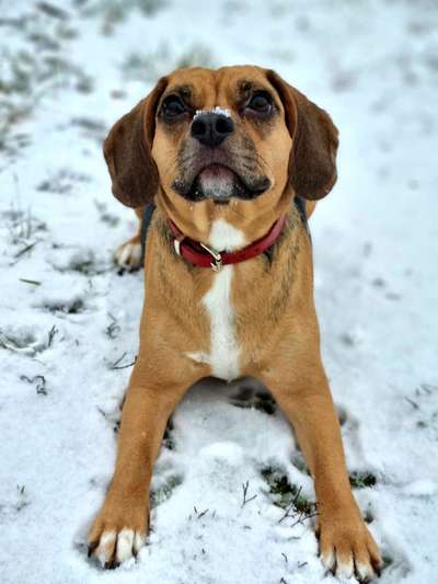 Dogorama Photo Challenge - Es wird nochmal kalt!-Beitrag-Bild