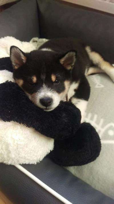 Welpen Bilder !-Beitrag-Bild