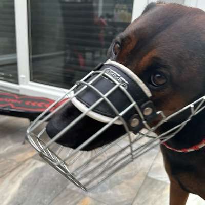 %{de_profession_title}-Einzeltraining
Hund-Mensch-Team-Bild