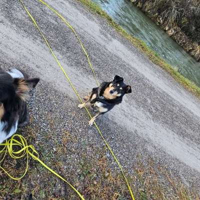 Hundetreffen-LuiPark in Smü, gerne gemütlichen Rüden! :)-Bild