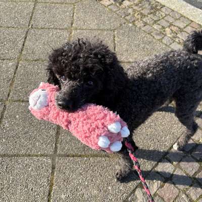 Neuer QR-Code für die Hundesteuer-Beitrag-Bild