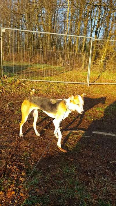 Windhunde - Treffen der besonderen Schönheiten
HERZLICH WILLKOMMEN-Beitrag-Bild
