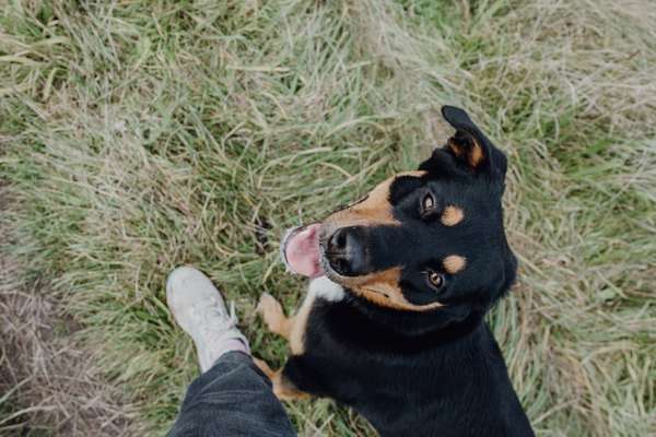 Hundetreffen-Klingerweg Trainings walks-Bild