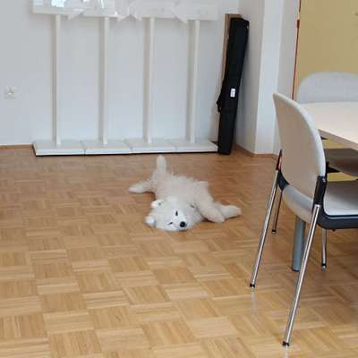 🐶 Sind Bürohunde jetzt VERBOTEN?! 😱-Beitrag-Bild