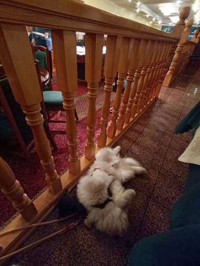 Gehören Hunde ins Restaurant?-Beitrag-Bild