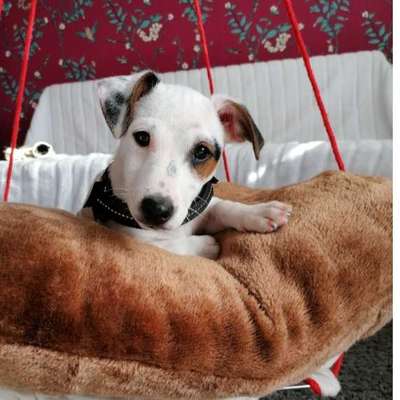 Hundetreffen-Ich Rakete such ein Kumpel zum spielen-Bild