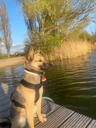 Hundetreffen-Arbendgassi-Bild