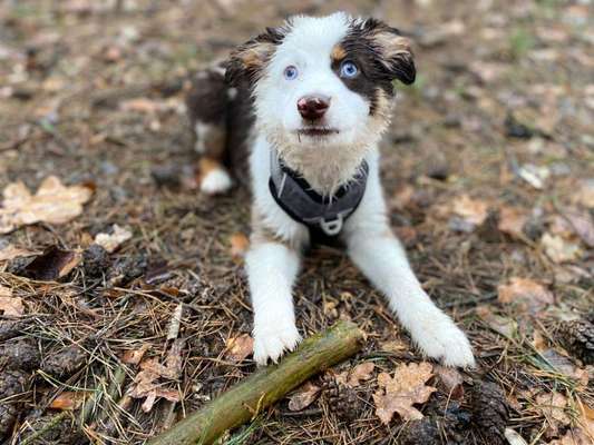 Hundetreffen-Levi wünscht sich einen Freund-Bild