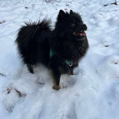 Hundetreffen-Gemeinsames Gassi gehen-Bild