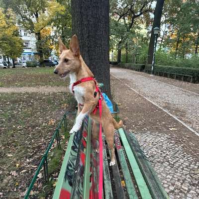 Hundetreffen-Gemeinsame Gassirunden nach dem Feierabend-Bild