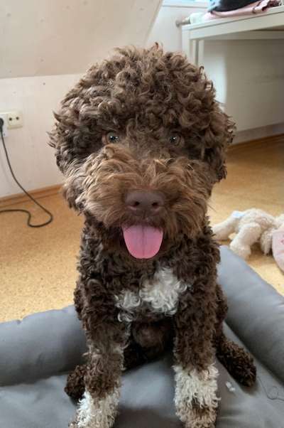 Lagotto Romagnolo Besitzer-Beitrag-Bild
