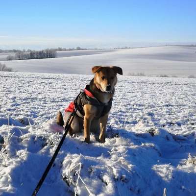 Hundetreffen-Suchen neue Spiel- und Gassifreunde-Bild